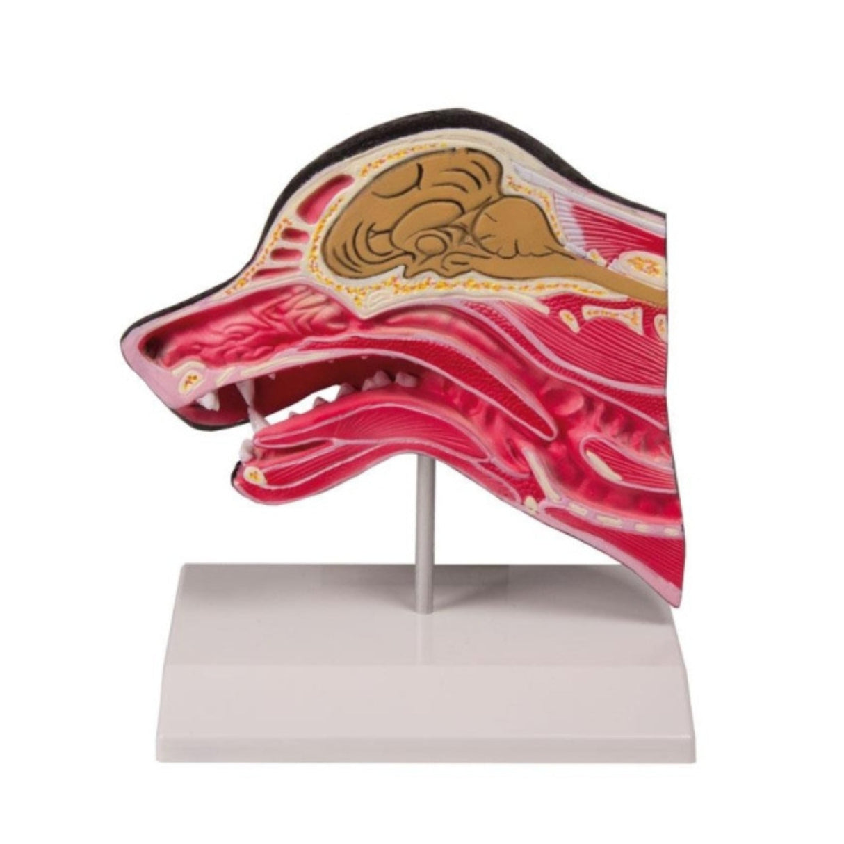 Median section of a dog head model EZ-VET1300 | Sim & Skills