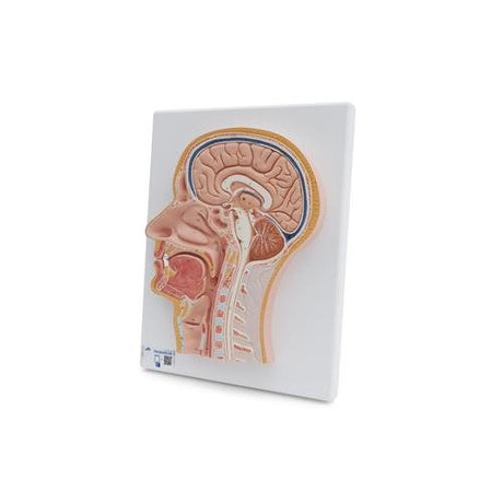 Median Section of the Head 1021818 | Sim & Skills