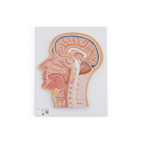 Median Section of the Head 1021818 | Sim & Skills