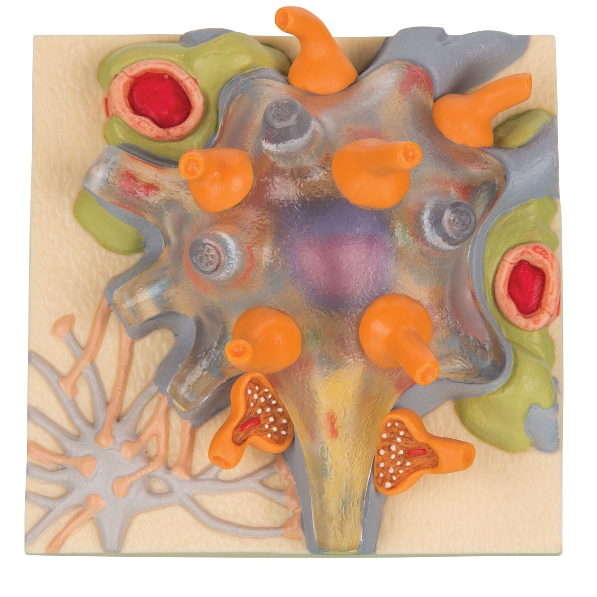 Neuron Cell Body - Sim & Skills