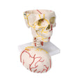 Neurovascular Skull Model 1005108 | Sim & Skills