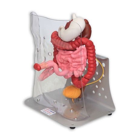 Otto Ostomy Anatomical Model VTA310 | Sim & Skills