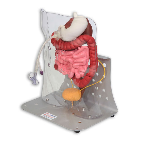 Otto Ostomy Anatomical Model VTA310 | Sim & Skills