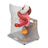 Otto Ostomy Anatomical Model VTA310 | Sim & Skills