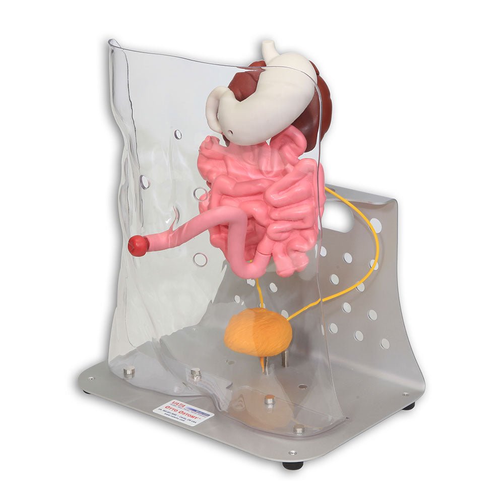 Otto Ostomy Anatomical Model VTA310 | Sim & Skills