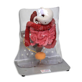 Otto Ostomy Anatomical Model VTA310 | Sim & Skills