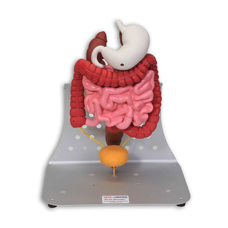 Otto Ostomy Anatomical Model VTA310 | Sim & Skills