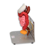 Otto Ostomy Anatomical Model VTA310 | Sim & Skills