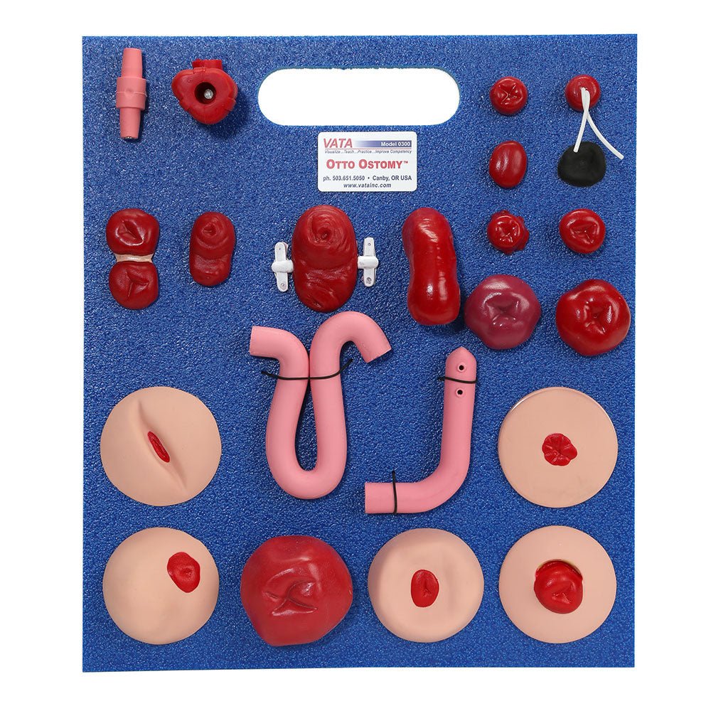 Otto Ostomy Anatomical Model VTA310 | Sim & Skills