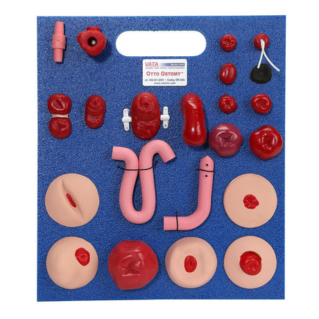 Otto Ostomy Anatomical Model VTA310 | Sim & Skills