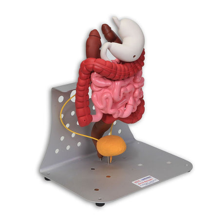 Otto Ostomy Anatomical Model VTA310 | Sim & Skills