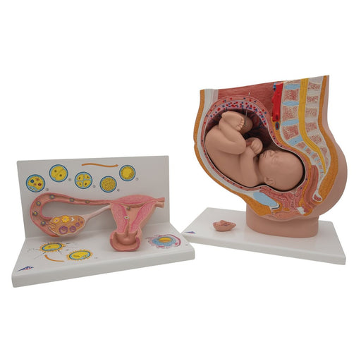 Pregnancy Anatomy Set 8000848 | Sim & Skills
