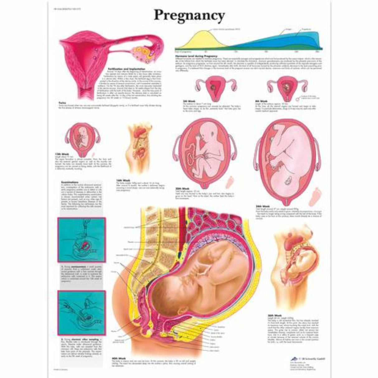 Pregnancy Chart 4006703 | Sim & Skills