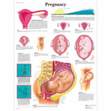 Pregnancy Chart 4006703 | Sim & Skills