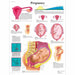Pregnancy Chart 4006703 | Sim & Skills