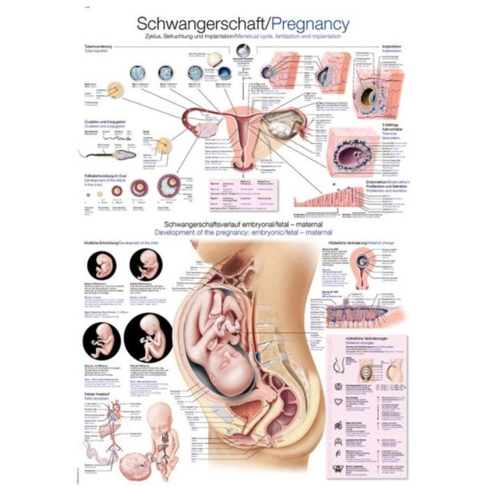 Pregnancy Chart - 70 x 100cm EZ-AL118 | Sim & Skills