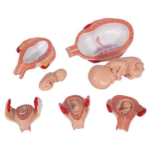 Pregnancy Models Series, 5 Embryo & Foetus Models on a Base 1018633 | Sim & Skills