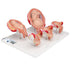 Pregnancy Models Series, 5 Embryo & Foetus Models on a Base 1018633 | Sim & Skills