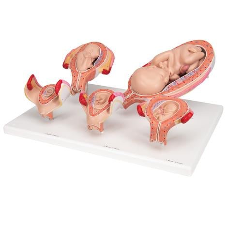 Pregnancy Models Series, 5 Embryo & Foetus Models on a Base 1018633 | Sim & Skills
