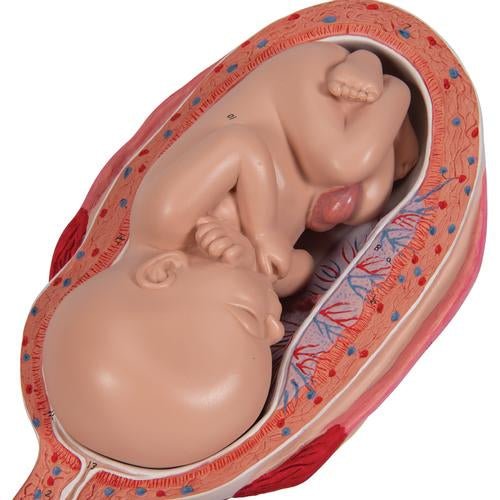 Pregnancy Models Series, 5 Embryo & Foetus Models on a Base 1018633 | Sim & Skills