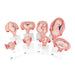 Pregnancy Models Series, 8 Individual Embryo & Foetus Models 1018627 | Sim & Skills