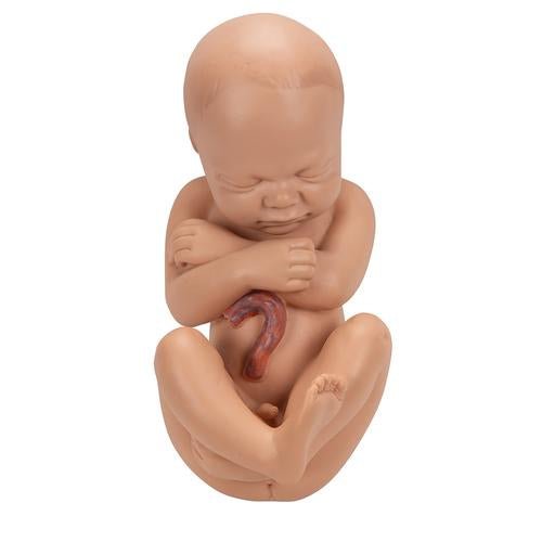 Pregnancy Pelvis Model in Median Section with Removable Foetus at 40 weeks, 3 Part 1000333 | Sim & Skills