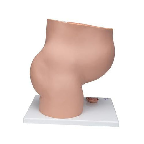 Pregnancy Pelvis Model in Median Section with Removable Foetus at 40 weeks, 3 Part 1000333 | Sim & Skills