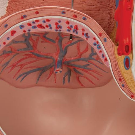 Pregnancy Pelvis Model in Median Section with Removable Foetus at 40 weeks, 3 Part 1000333 | Sim & Skills