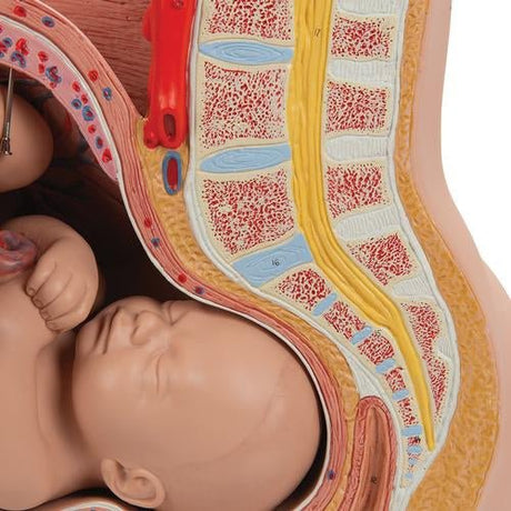 Pregnancy Pelvis Model in Median Section with Removable Foetus at 40 weeks, 3 Part 1000333 | Sim & Skills