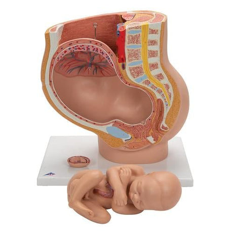 Pregnancy Pelvis Model in Median Section with Removable Foetus at 40 weeks, 3 Part 1000333 | Sim & Skills