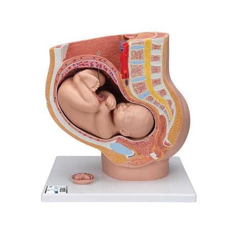 Pregnancy Pelvis Model in Median Section with Removable Foetus at 40 weeks, 3 Part 1000333 | Sim & Skills