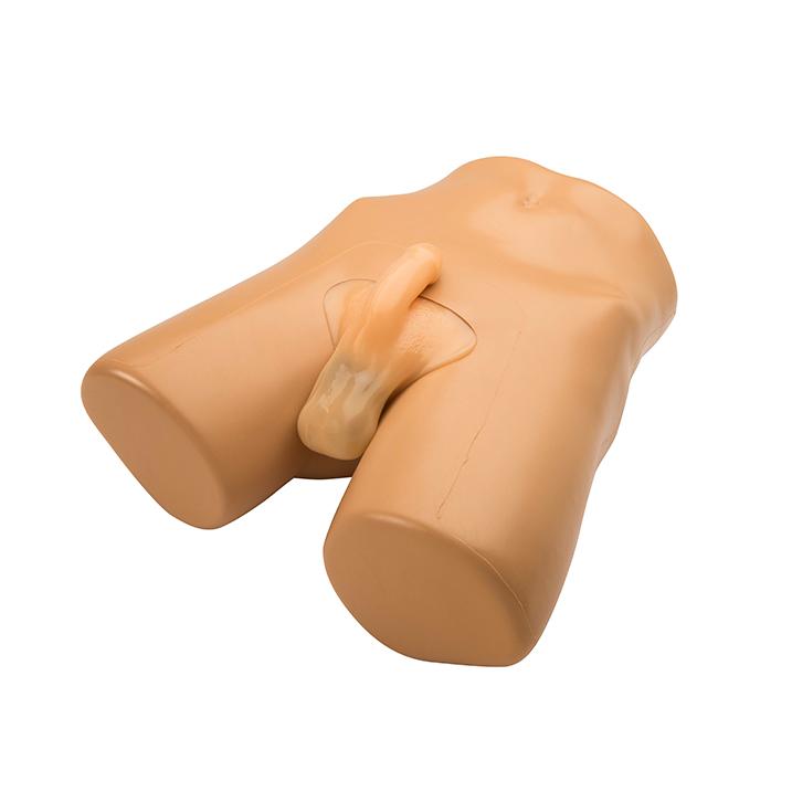 Scrotal Ultrasound Training Model BPS-801 | Sim & Skills