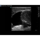 Scrotal Ultrasound Training Model BPS-801 | Sim & Skills