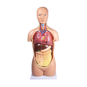 Sexless Human Torso Model, 12 part