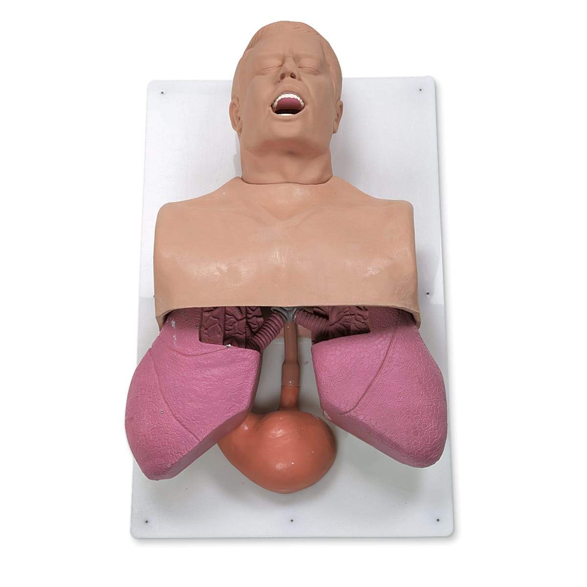 Simulaids® Adult Airway Management Trainer 101-501 | Sim & Skills