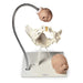 Simulaids® Pelvic Bone with Foetal Heads on Stand 110-195 | Sim & Skills