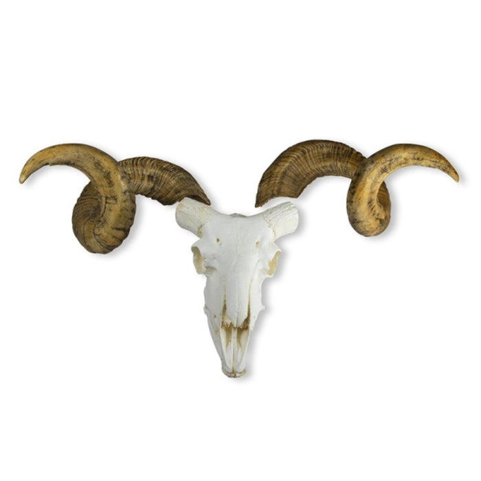Skull and Horn - Merino sheep ram EZ-VET2040 | Sim & Skills