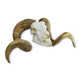 Skull and Horn - Merino sheep ram EZ-VET2040 | Sim & Skills