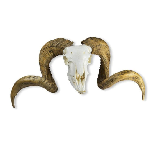 Skull and Horn - Merino sheep ram EZ-VET2040 | Sim & Skills