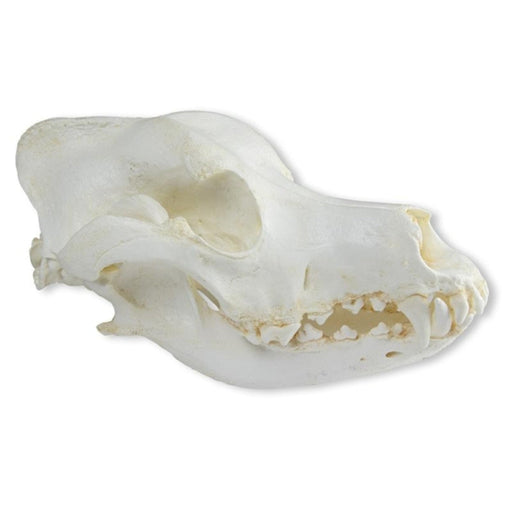 Skull - Domestic dog, German shepherd EZ-VET2015 | Sim & Skills
