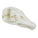 Skull - Domestic Goose (Anser spec.) EZ-VET2065 | Sim & Skills