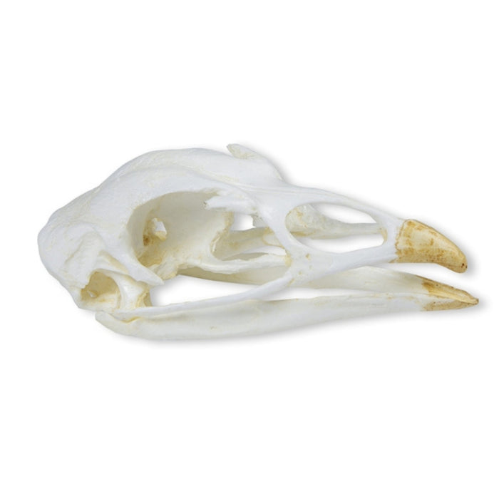 Skull - Turkey (Meleagris gallopavo) EZ-VET2070 | Sim & Skills
