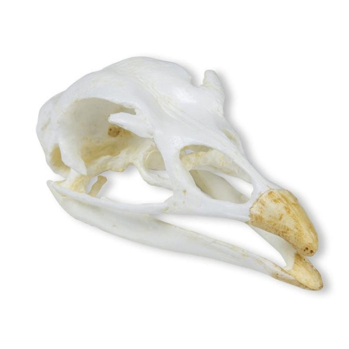 Skull - Turkey (Meleagris gallopavo) EZ-VET2070 | Sim & Skills