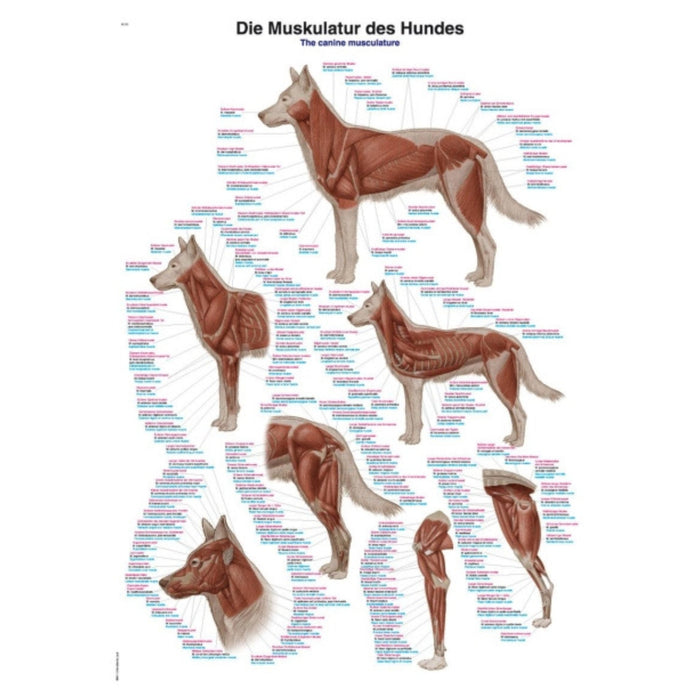 The Canine Musculature Chart - 70x100cm EZ-VL110 | Sim & Skills