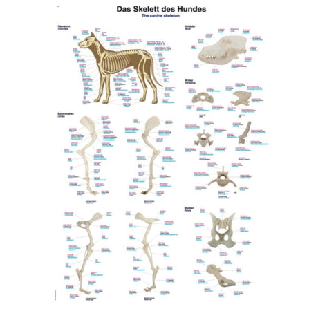 The Canine Skeleton Chart - 70x100cm EZ-VL100 | Sim & Skills