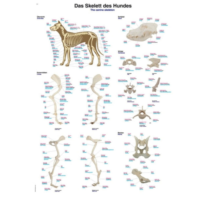 The Canine Skeleton Chart - 70x100cm EZ-VL100 | Sim & Skills