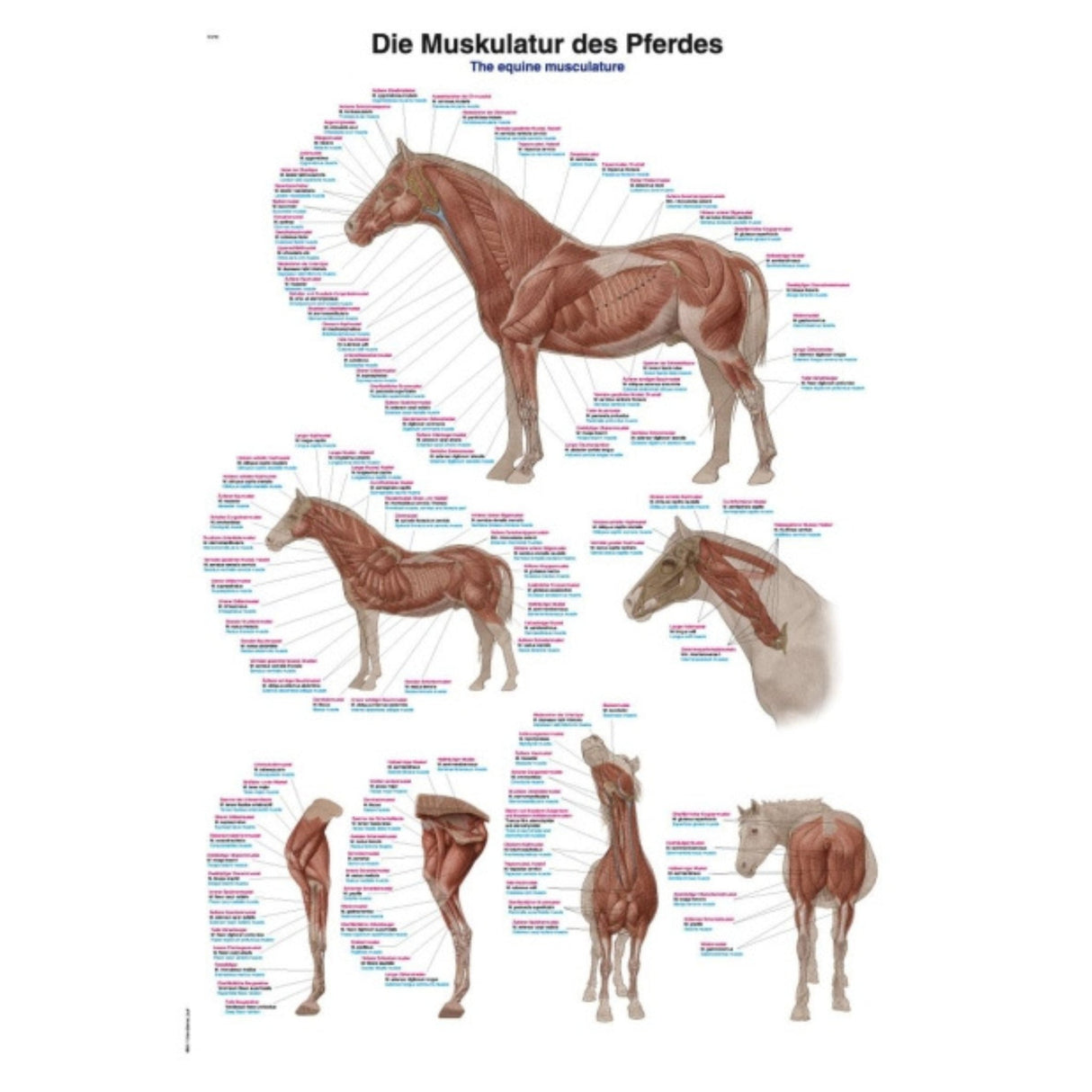 The Equine Musculature Chart - 70x100cm EZ-VL210 | Sim & Skills