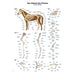 The Equine Skeleton Chart - 70x100cm EZ-VL200 | Sim & Skills