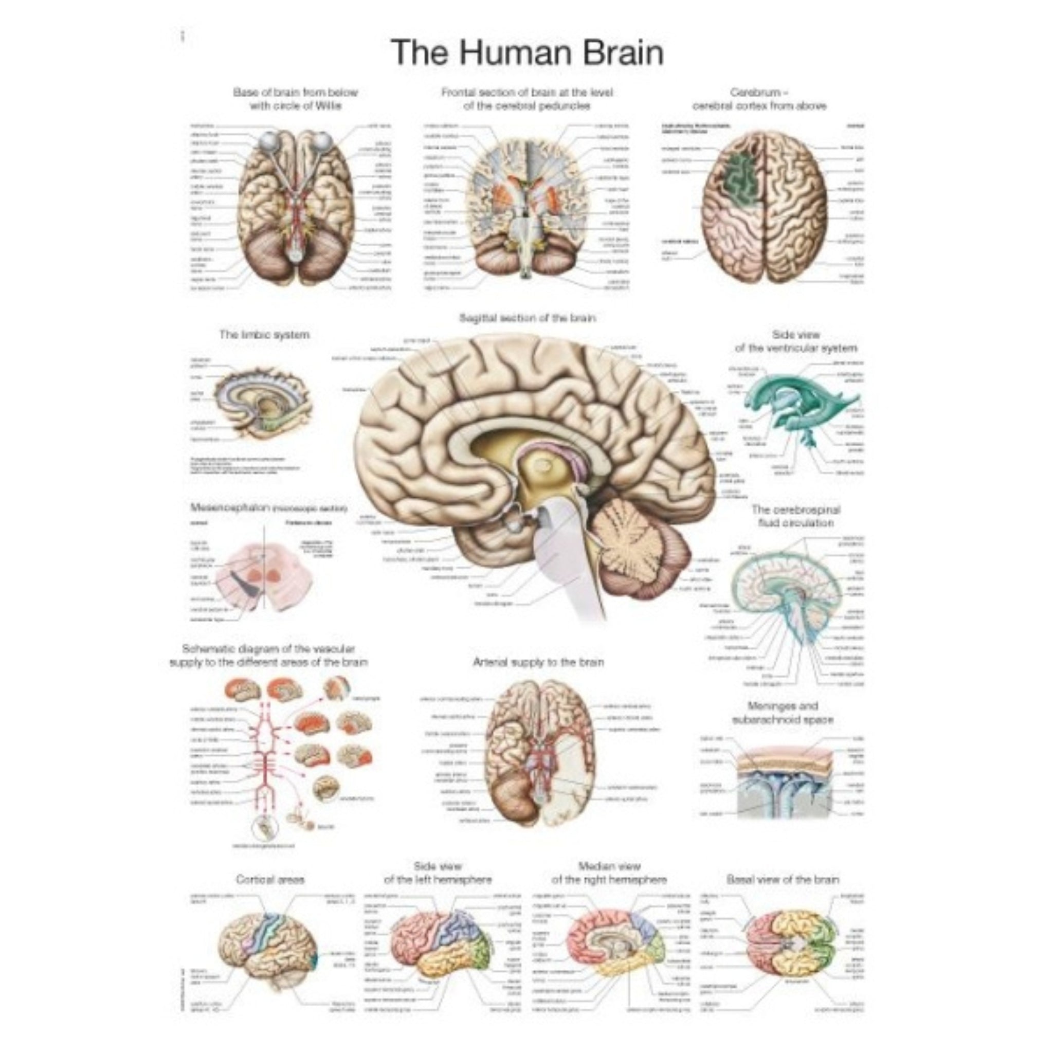 The Human Brain Chart - 50x70cm — Sim & Skills