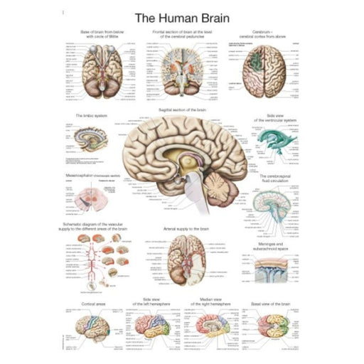 The Human Brain Chart - 50x70cm EZ-AL514E | Sim & Skills